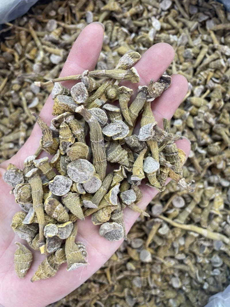 虎牙石斛大货批发一手货源