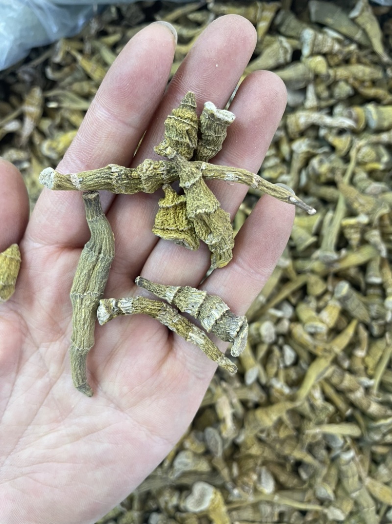 虎牙石斛大货批发一手货源