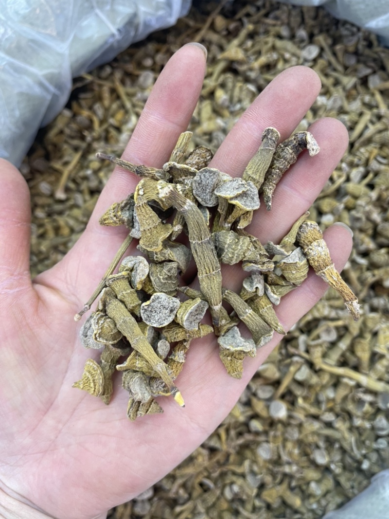 虎牙石斛大货批发一手货源