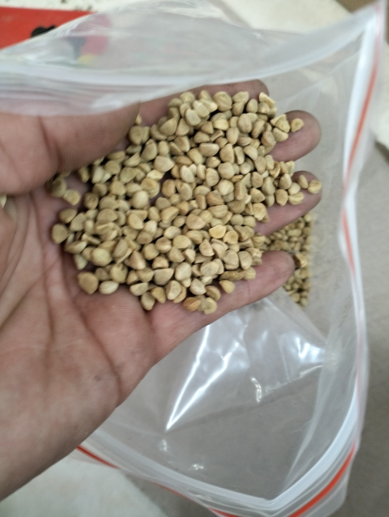 中药材牵牛子二丑黑丑白丑可打粉经营各种中