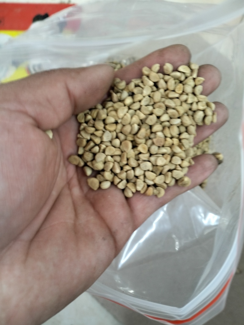 中药材牵牛子二丑黑丑白丑可打粉经营各种中