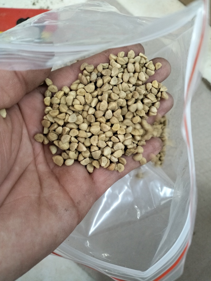中药材牵牛子二丑黑丑白丑可打粉经营各种中