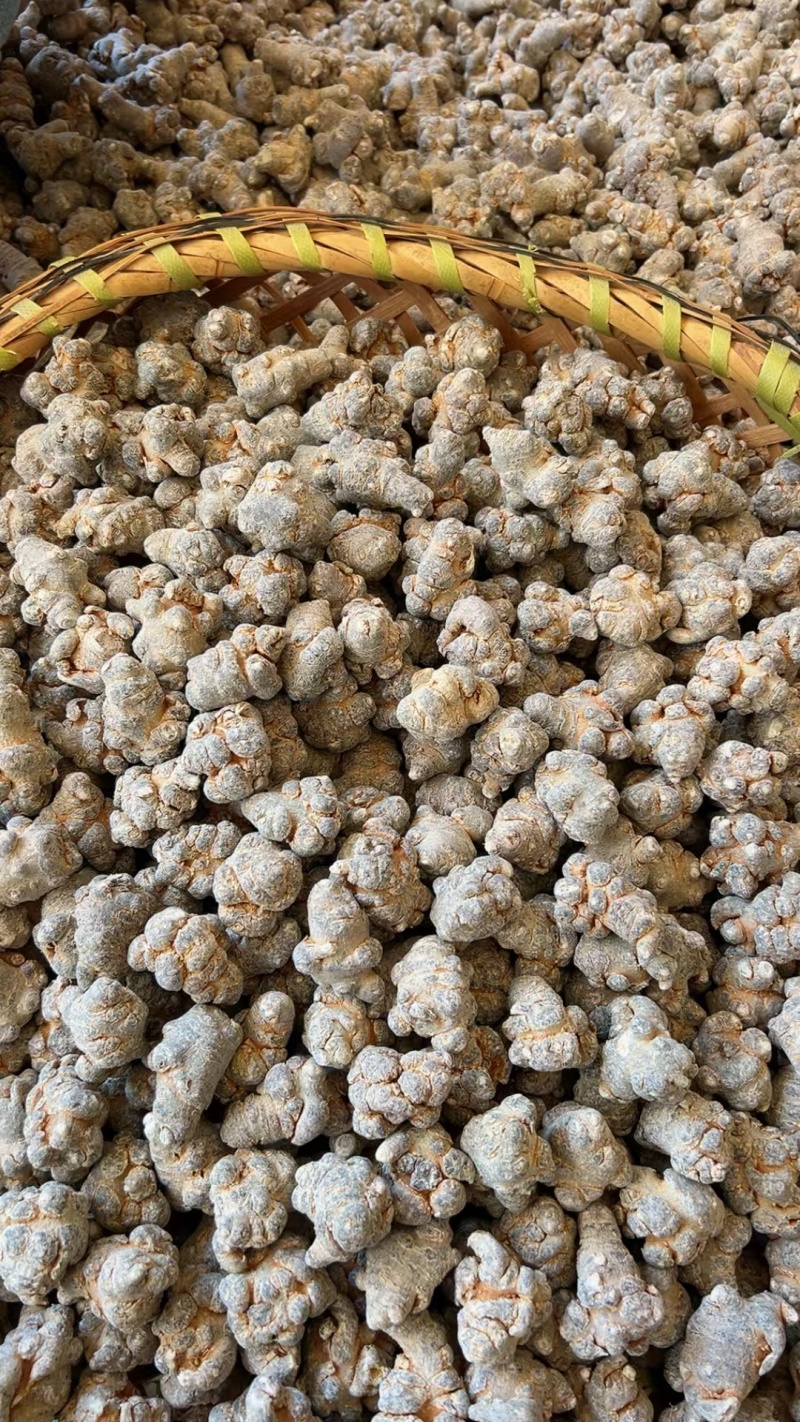 文山30头三七/一手货源/可切片切丝磨粉量大价优/包邮
