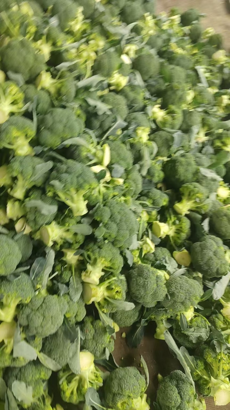 小米粒西兰花，蘑菇型，花面平整，2.5指把，无空心，无黄