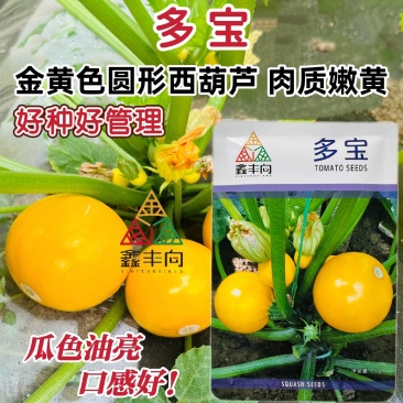 多宝黄色西葫芦种子肉质嫩黄杂交苹果西葫芦种籽春秋易种