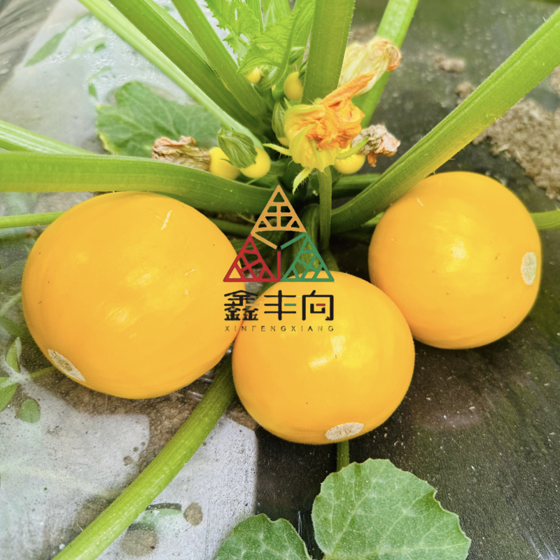 多宝黄色西葫芦种子肉质嫩黄杂交苹果西葫芦种籽春秋易种