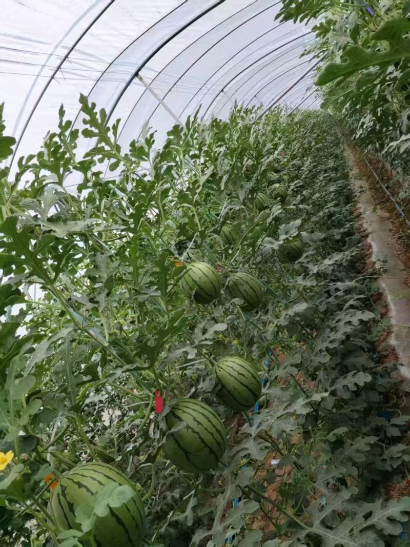 精品吊兰西瓜大量上市产地直发价格优惠支持视频看货