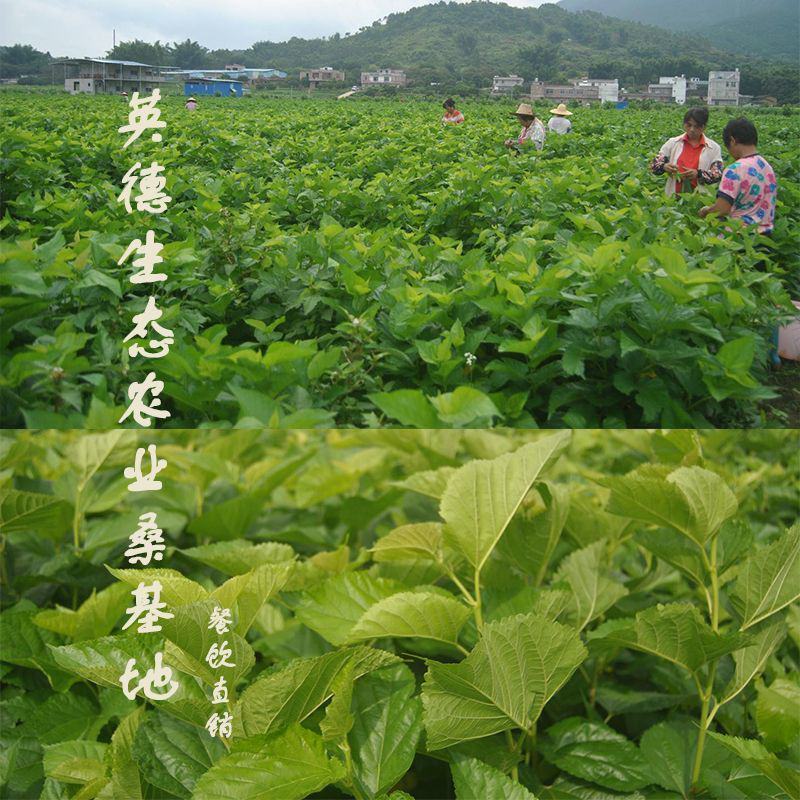 新鲜桑叶，可食用桑叶芽，上汤，火锅，清炒