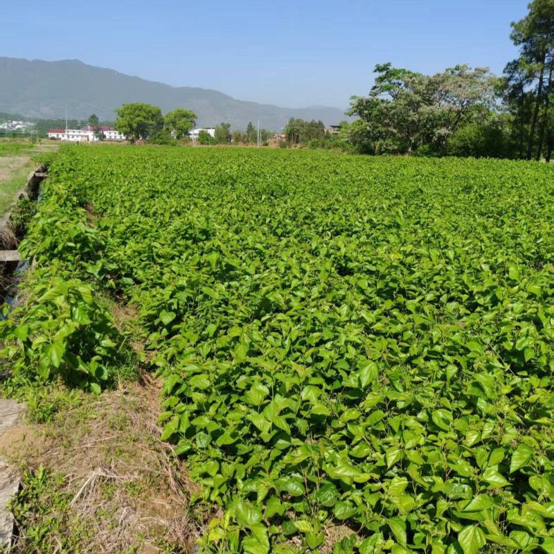 新鲜桑叶，可食用桑叶芽，上汤，火锅，清炒