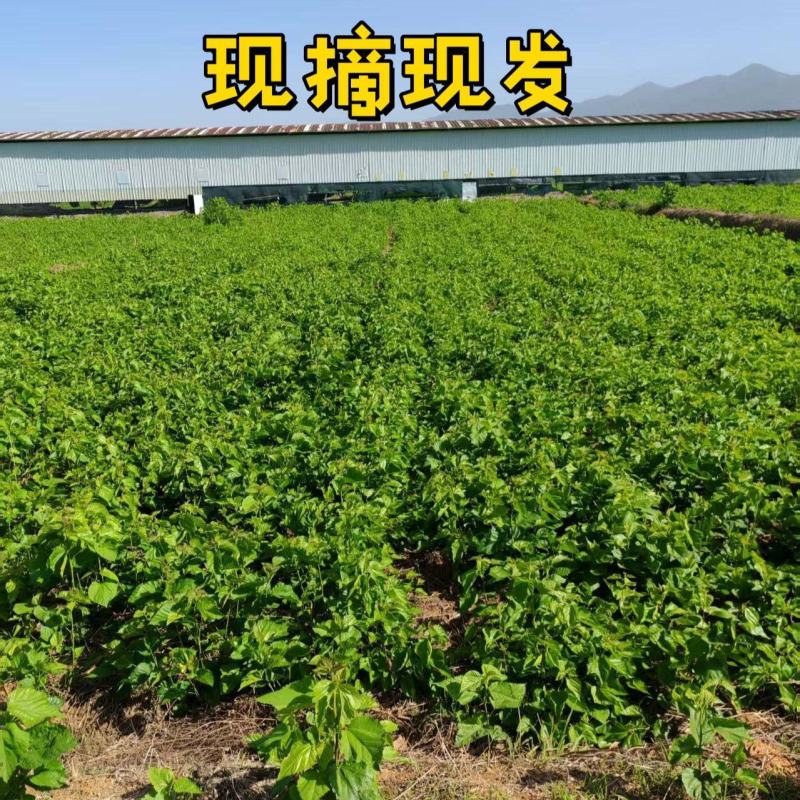 新鲜桑叶，可食用桑叶芽，上汤，火锅，清炒