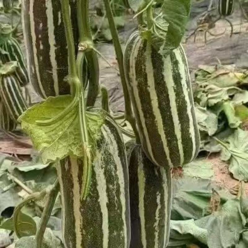 精品博洋甜瓜大量供货产地直发价格优惠支持视频看货