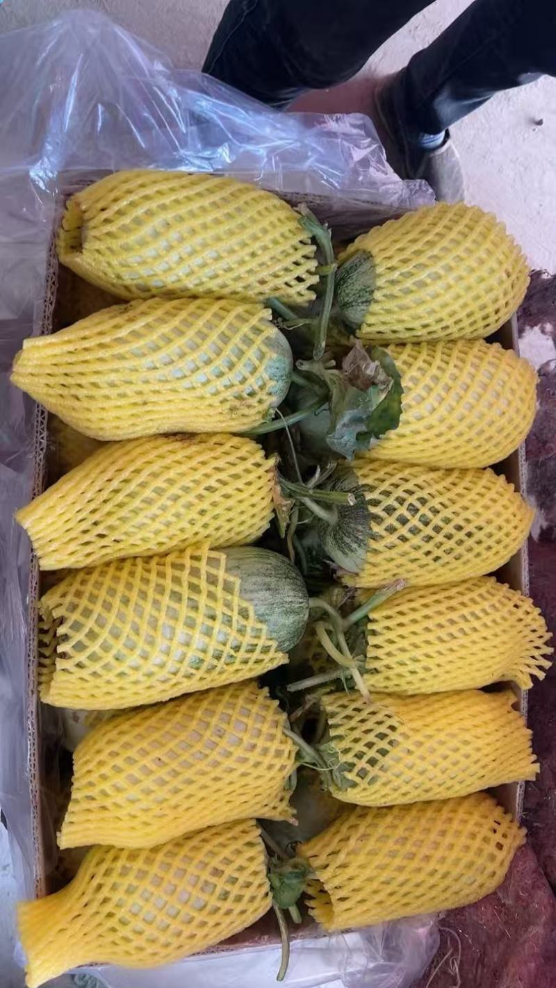 精品博洋甜瓜大量供货产地直发价格优惠支持视频看货