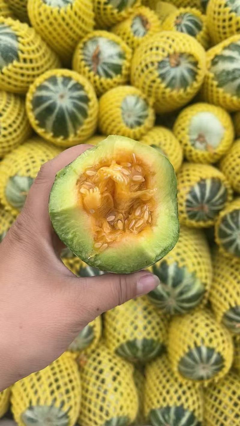 精品博洋甜瓜大量供货产地直发价格优惠支持视频看货