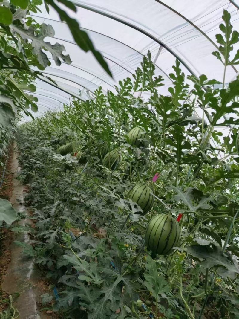 精品吊兰西瓜大量上市产地直发价格优惠支持视频看货