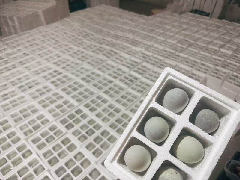 推荐咸鸭蛋上好的品质蛋口感好全国供应价格实惠欢迎联系