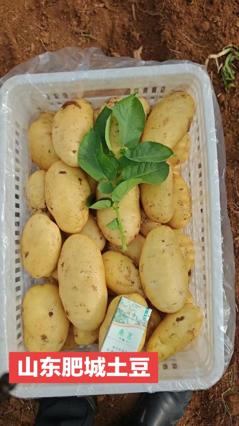 精品荷兰15土豆产地直发货源充足量大从优欢迎咨询