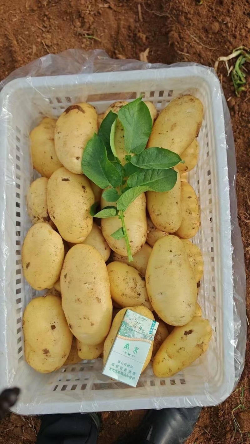 精品荷兰15土豆产地直发货源充足量大从优欢迎咨询