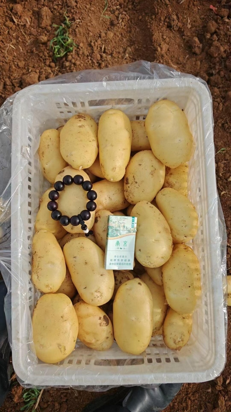 精品荷兰15土豆产地直发货源充足量大从优欢迎咨询