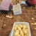 精品荷兰15土豆产地直发货源充足量大从优欢迎咨询