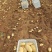 精品荷兰15土豆产地直发货源充足量大从优欢迎咨询