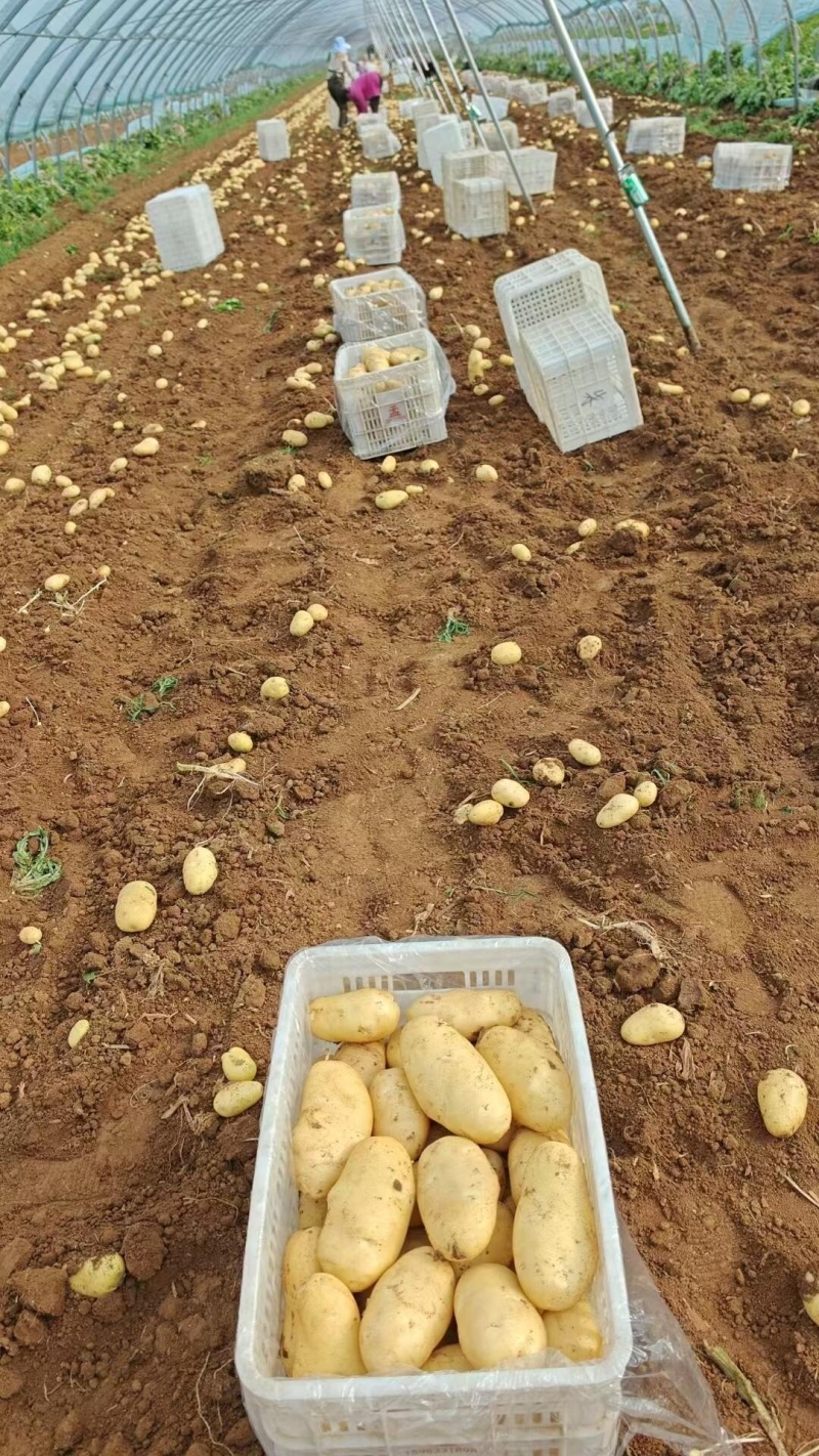 精品荷兰15土豆产地直发货源充足量大从优欢迎咨询
