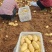 精品荷兰15土豆产地直发货源充足量大从优欢迎咨询