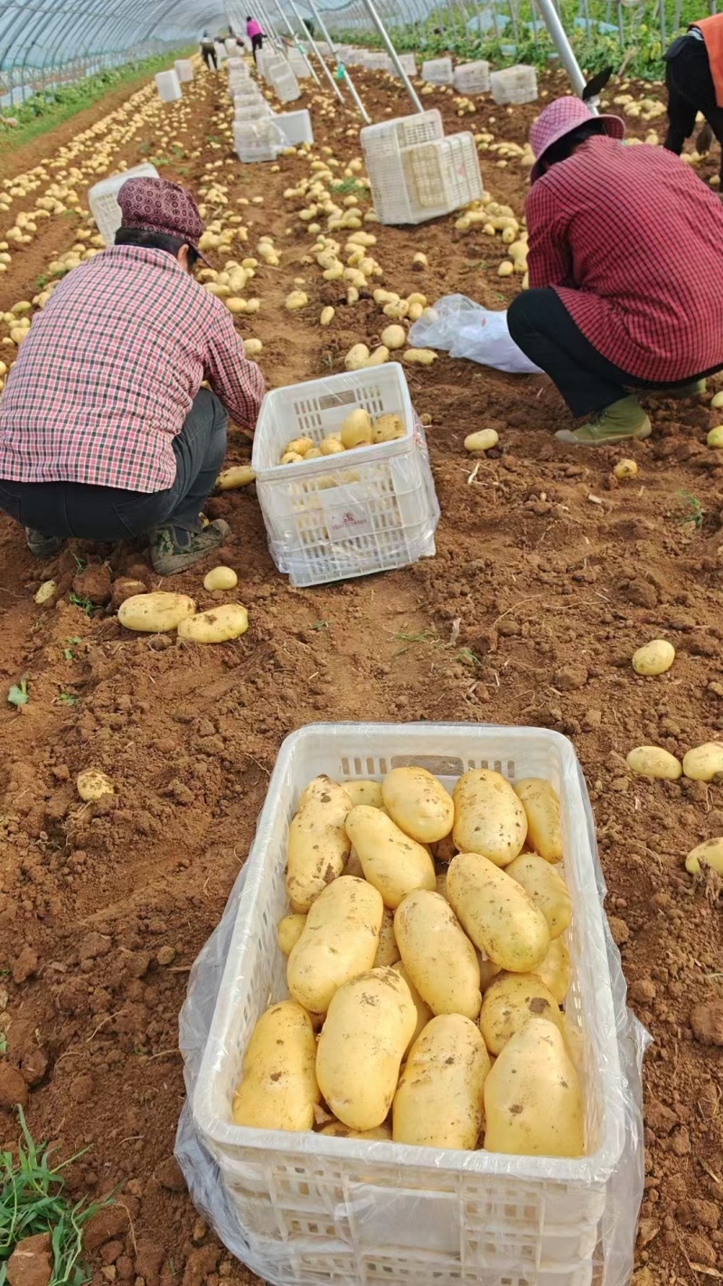 精品荷兰15土豆产地直发货源充足量大从优欢迎咨询