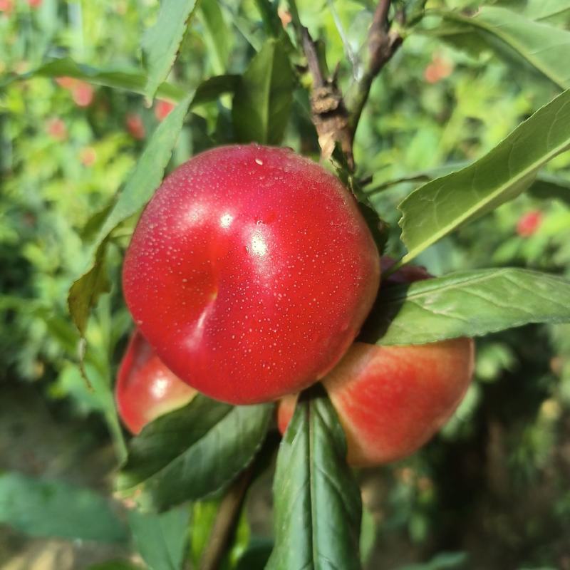 36-3小油蟠桃