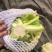 80天小米粒花菜2斤左右，花面乳白，根子不大