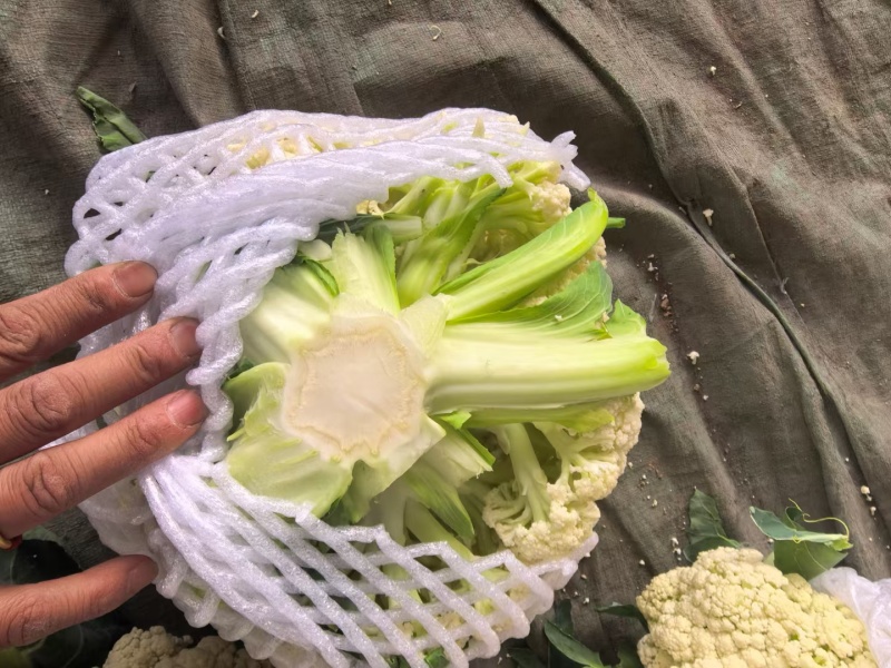 80天小米粒花菜2斤左右，花面乳白，根子不大