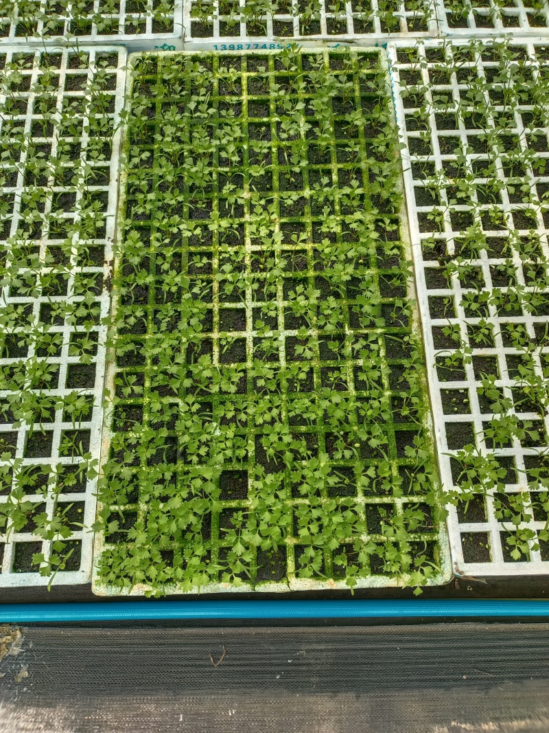 当归苗育苗基地