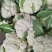 80天小米粒花菜2斤左右，花面乳白，根子不大