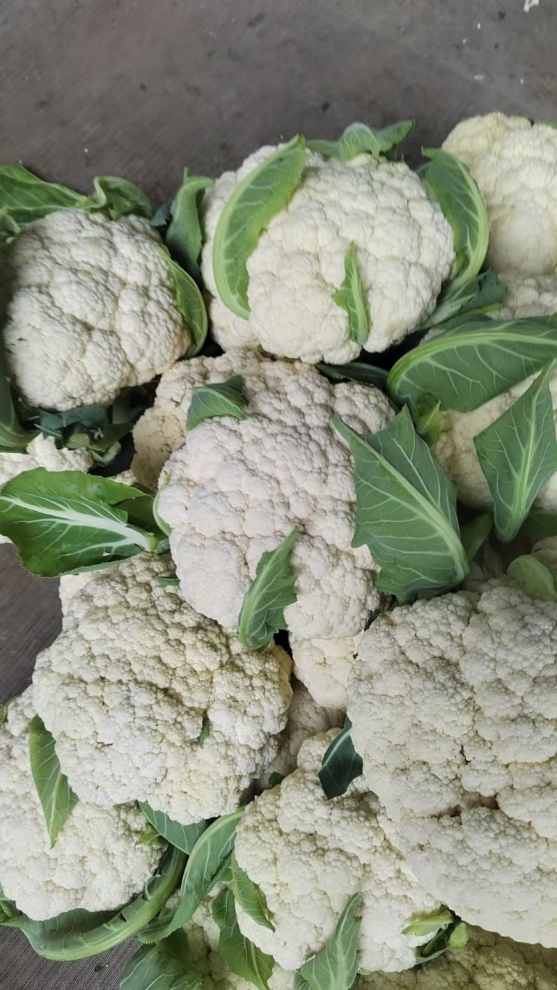 80天小米粒花菜2斤左右，花面乳白，根子不大