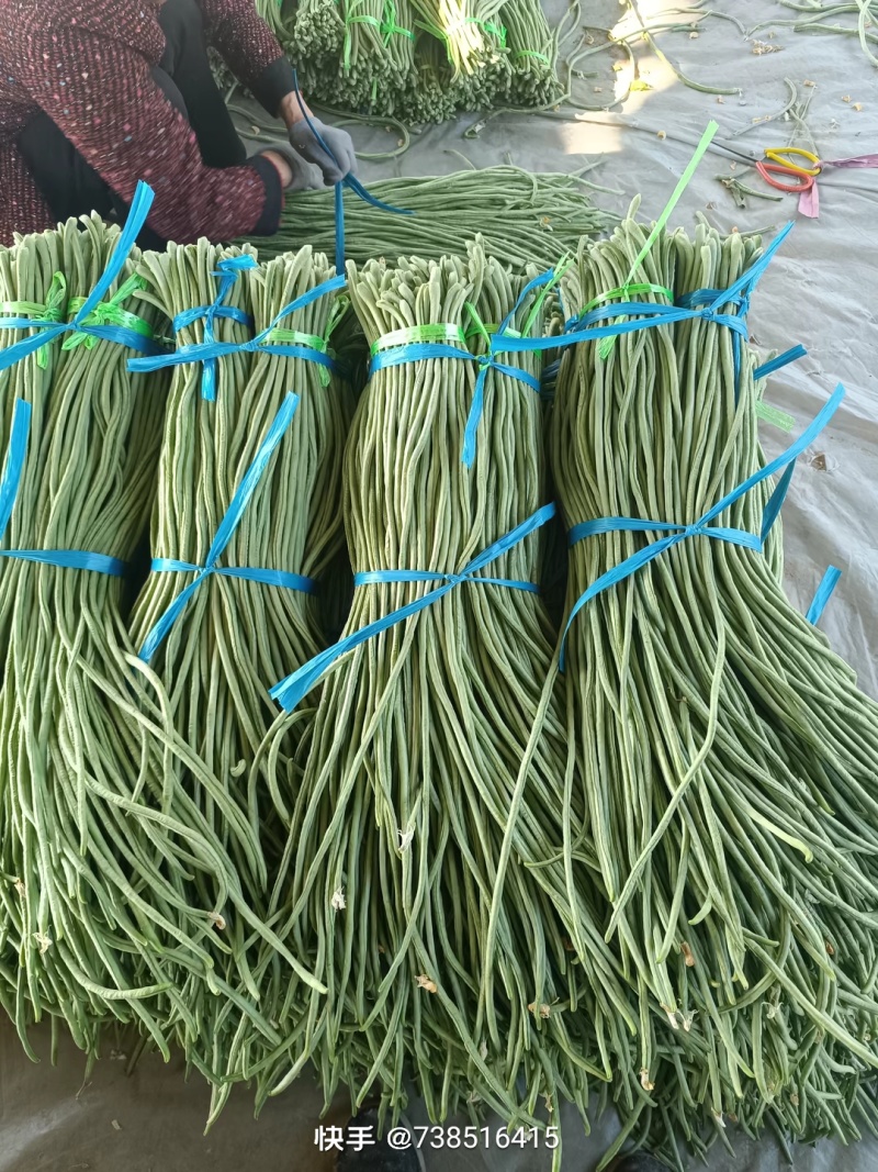 聊城长豆角大量上市中，质量好货量大，欢迎光临