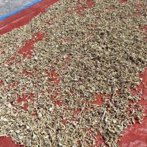 【榆黄菇干品】产地现货大量供应，品质保证，欢迎采购