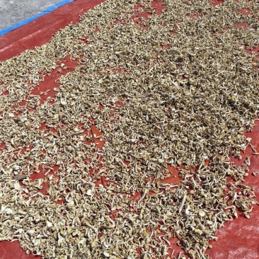 【榆黄菇干品】产地现货大量供应，品质保证，欢迎采购