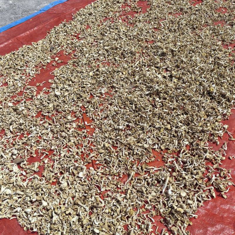 【榆黄菇干品】产地现货大量供应，品质保证，欢迎采购