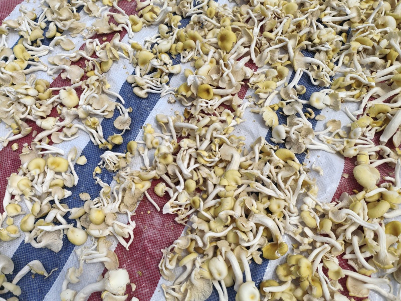 【榆黄菇干品】产地现货大量供应，品质保证，欢迎采购