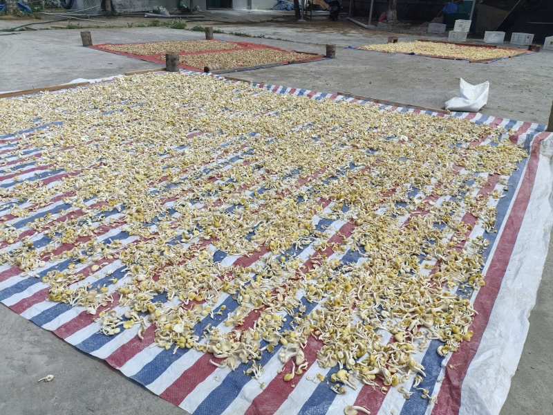 【榆黄菇干品】产地现货大量供应，品质保证，欢迎采购