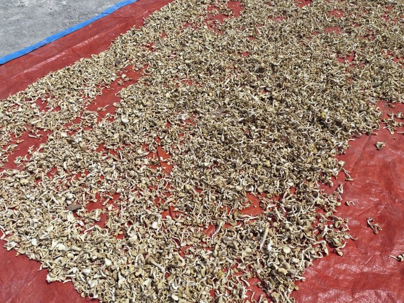 【榆黄菇干品】产地现货大量供应，品质保证，欢迎采购