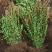 苗圃大量高度30-80厘米卫矛，规格齐全，货源充足，欢迎