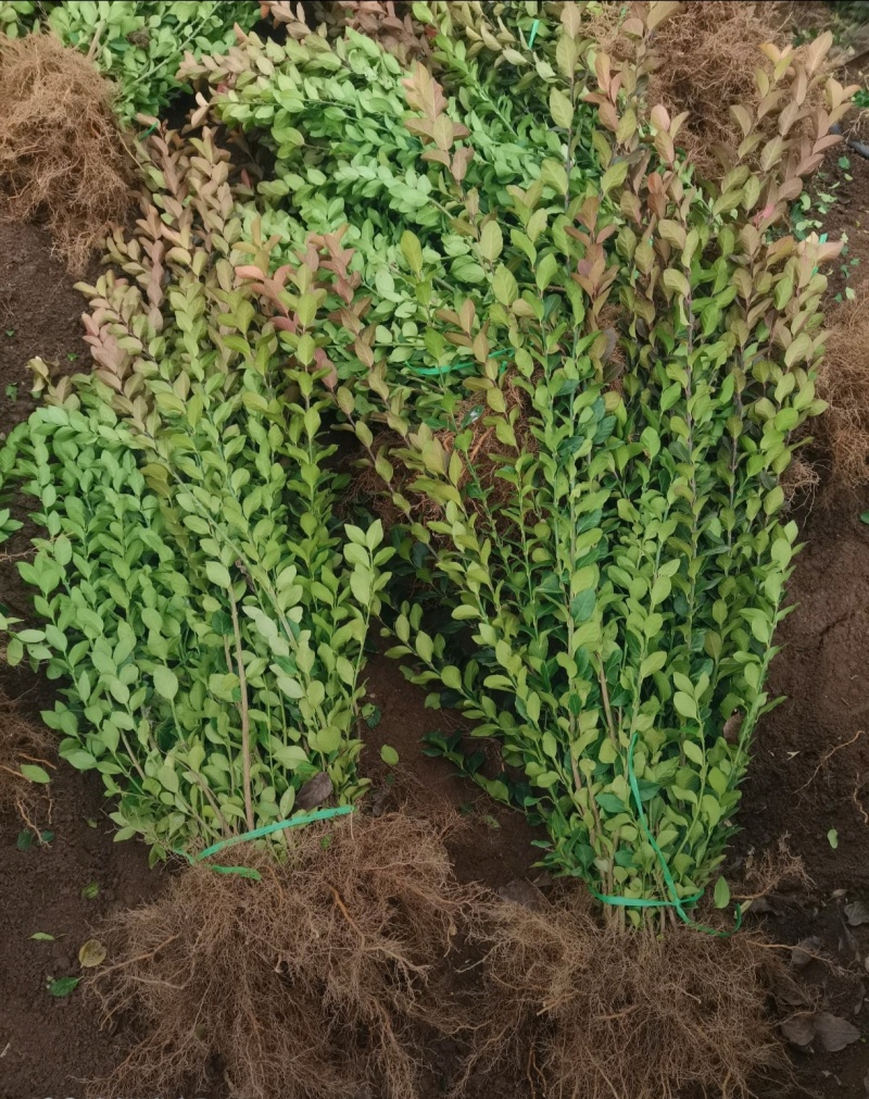 苗圃大量高度30-80厘米卫矛，规格齐全，货源充足，欢迎
