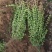 苗圃大量高度30-80厘米卫矛，规格齐全，货源充足，欢迎