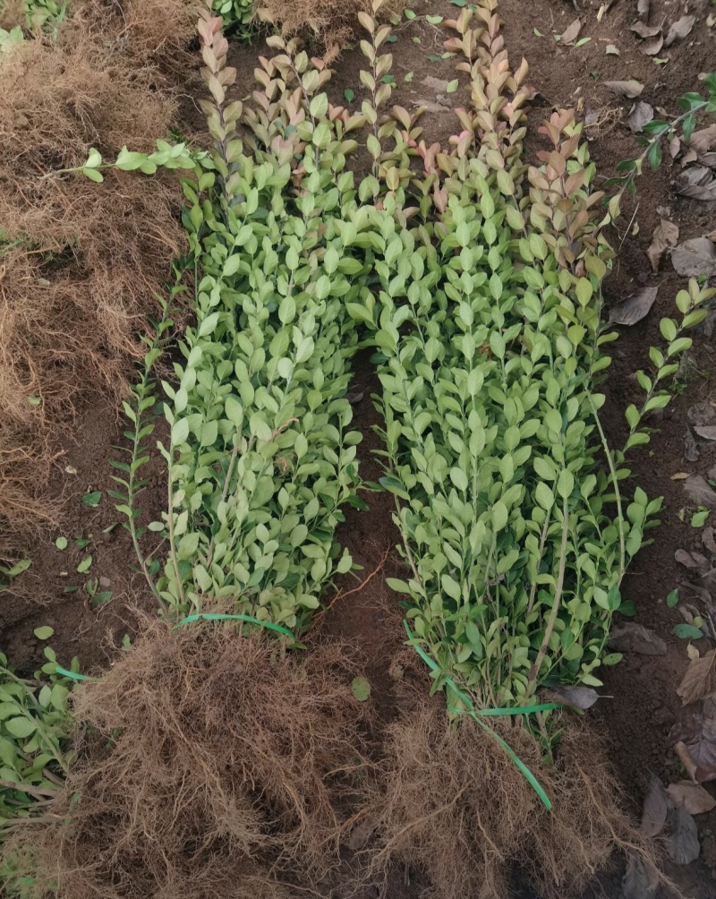 苗圃大量高度30-80厘米卫矛，规格齐全，货源充足，欢迎