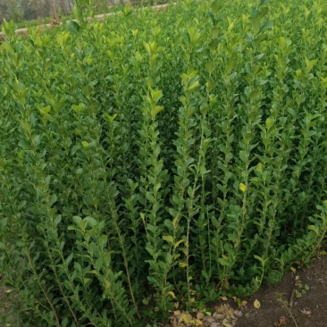 苗圃大量高度30-80厘米卫矛，规格齐全，货源充足，欢迎