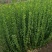 苗圃大量高度30-80厘米卫矛，规格齐全，货源充足，欢迎