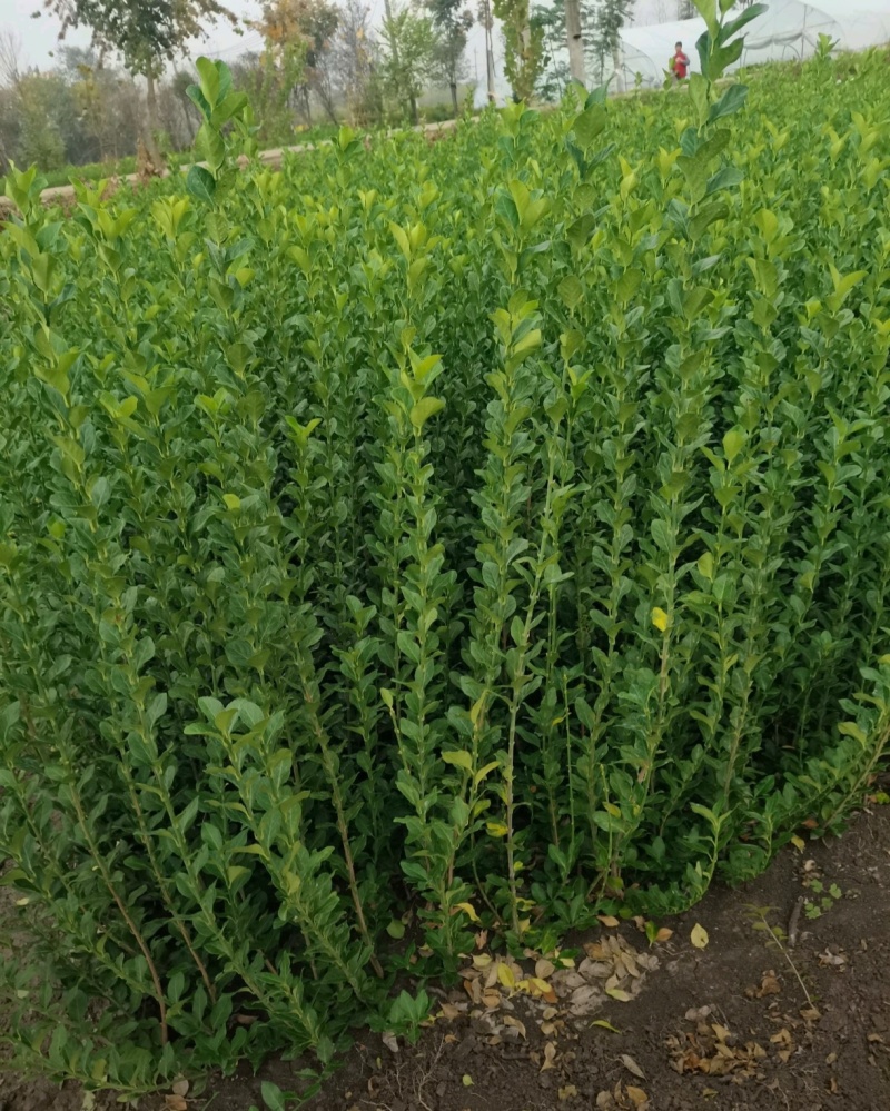 苗圃大量高度30-80厘米卫矛，规格齐全，货源充足，欢迎