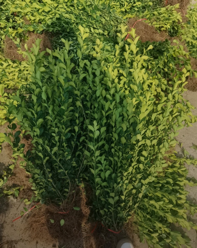 苗圃大量高度30-80厘米卫矛，规格齐全，货源充足，欢迎