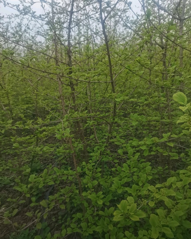 苗圃大量出售高30-200厘米木绣球，规格齐全，货源充足