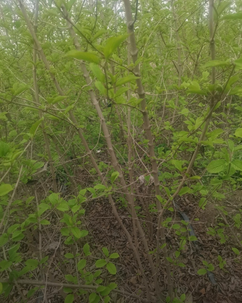 苗圃大量出售高30-200厘米木绣球，规格齐全，货源充足
